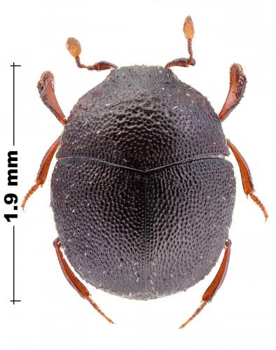 Chaetabraeus sp.